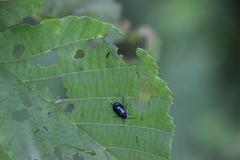Agelastica alni
