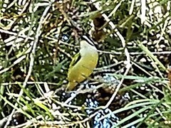 Pogoniulus bilineatus