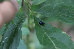 Agelastica alni