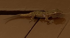 Hemidactylus