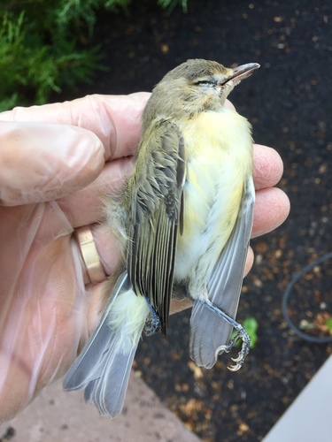 warbling vireo (Vireo gilvus)