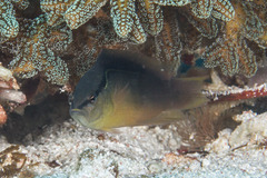 Pseudochromis perspicillatus