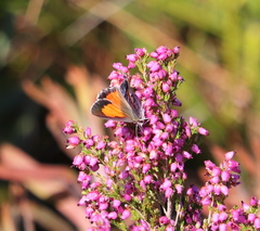 Capys alphaeus alphaeus