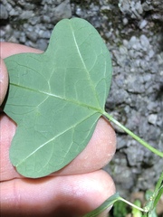 Passiflora aurantia samoensis