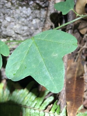 Passiflora aurantia samoensis