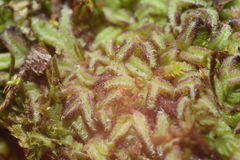 Riccia nigrella