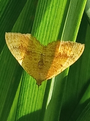 Camptogramma bilineata