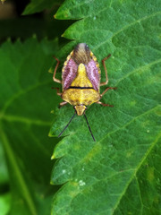 Carpocoris purpureipennis