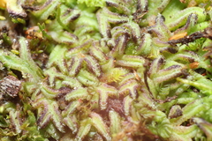 Riccia nigrella