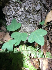 Passiflora aurantia samoensis
