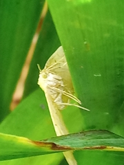 Camptogramma bilineata
