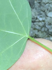 Passiflora aurantia samoensis