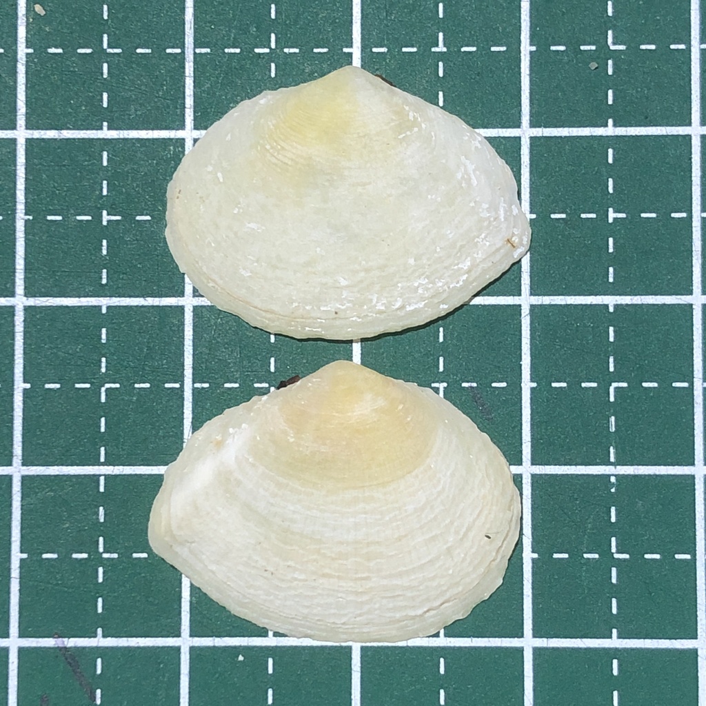Quidnipagus palatam