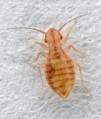 Trogium pulsatorium