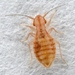Larger Pale Booklouse - Photo (c) Stephen Thorpe, some rights reserved (CC BY-NC), uploaded by Stephen Thorpe