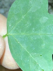 Passiflora aurantia samoensis