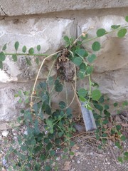 Capparis zoharyi
