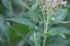Agelastica alni
