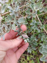 Podalyria sericea