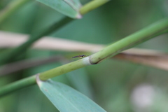 Ichneumonidae