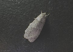 Semioscopis inornata