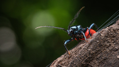 Ectrychotes callidus