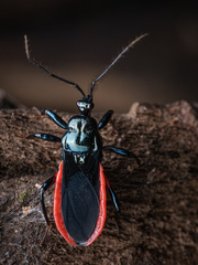 Ectrychotes callidus