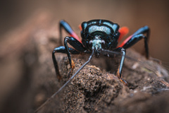 Ectrychotes callidus