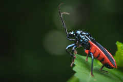 Ectrychotes callidus