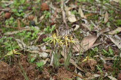 Caladenia xantha