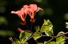 Bauhinia galpinii