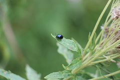 Agelastica alni