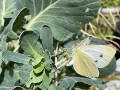 Pieris rapae