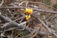 Diuris corymbosa