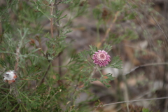 Isopogoninae