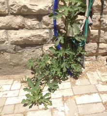 Ficus carica