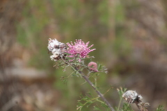 Isopogoninae