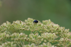 Agelastica alni