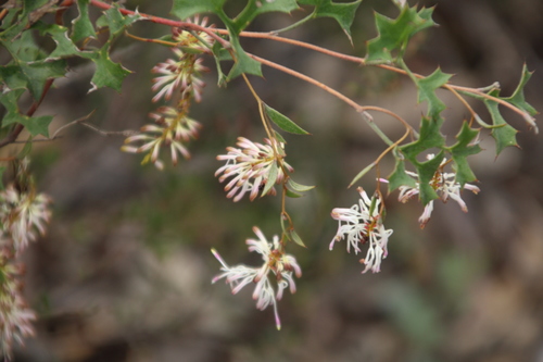 Image of Grevillea tenuiflora by (c) Em Lamond, some rights reserved (CC BY)