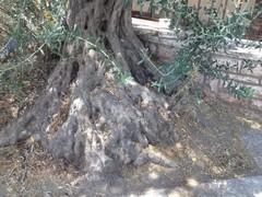 Olea europaea