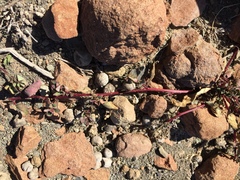 Tetragonia microptera