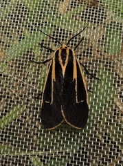 Apantesis vittata
