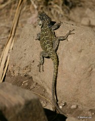 Pseudocordylus langi