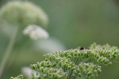 Diptera