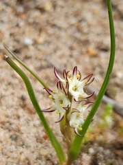 Wurmbea spicata