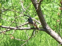 Phoenicurus phoenicurus