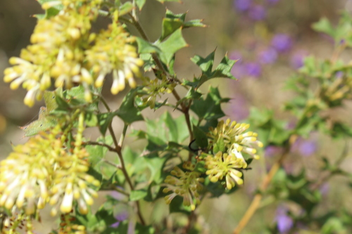 Image of Grevillea tenuiflora by (c) Em Lamond, some rights reserved (CC BY)