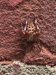 Araneus diadematus