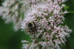 Bombus