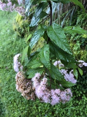Spiraea formosana